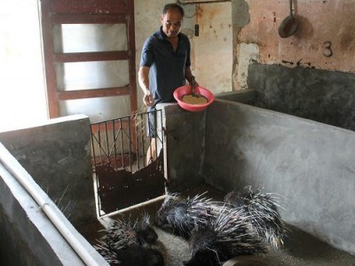 昆明豪猪养殖基地供应量70万只图8