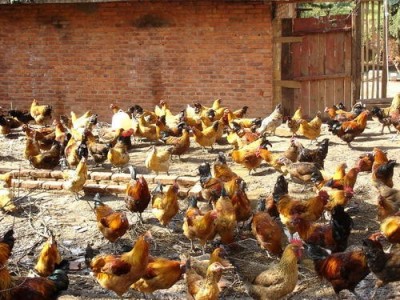昆明鸡养殖基地供应量8万只图4