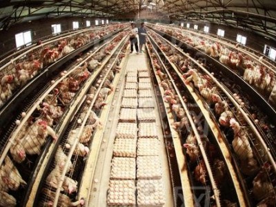 昆明鸡养殖基地供应量8万只图6
