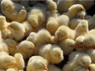 昆明鸡养殖基地供应量8万只图5