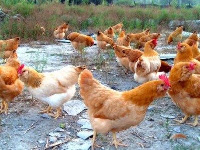 昆明鸡养殖基地供应量8万只图9