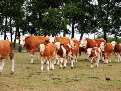昆明黄牛养殖基地供应量9万头图2