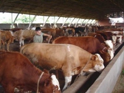 昆明黄牛养殖基地供应量9万头图7