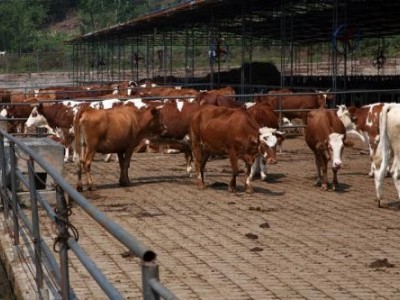 昆明黄牛养殖基地供应量9万头图6