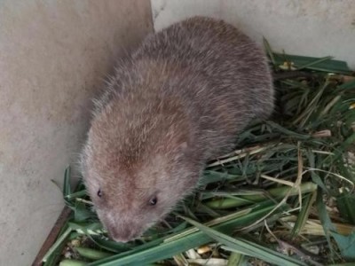 昆明竹鼠养殖基地供应量7万只图2