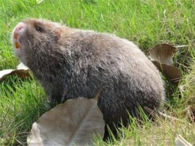 昆明竹鼠养殖基地供应量7万只图3