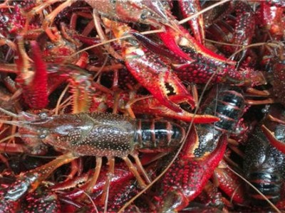 昆明龙虾养殖基地供应量800万只