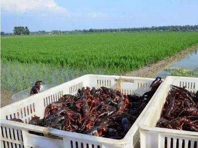 昆明龙虾养殖基地供应量800万只图5