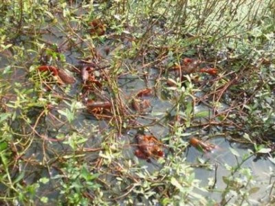 昆明龙虾养殖基地供应量800万只图4