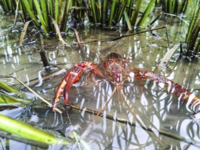 昆明龙虾养殖基地供应量800万只图8