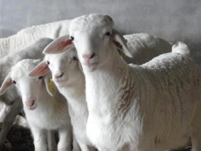 昆明羊养殖基地供应量8万头图2
