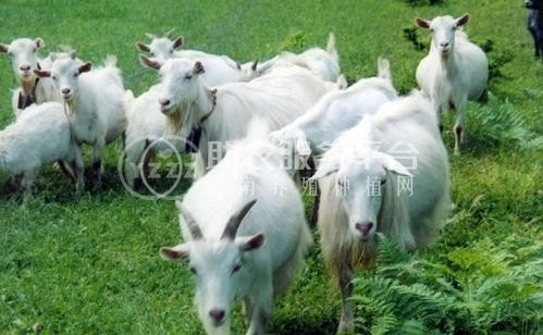 昆明羊养殖基地供应量8万头图1