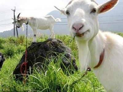 昆明羊养殖基地供应量8万头图6