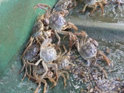 昆明螃蟹养殖基地供应量700万只图2