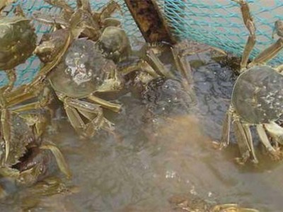昆明螃蟹养殖基地供应量700万只图8
