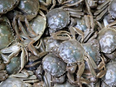 昆明螃蟹养殖基地供应量700万只图4