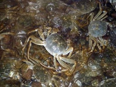昆明螃蟹养殖基地供应量700万只图3