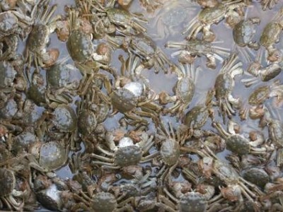 昆明螃蟹养殖基地供应量700万只图6