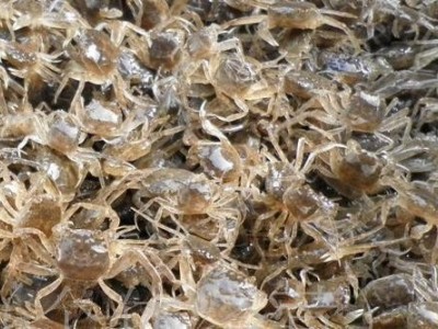 昆明螃蟹养殖基地供应量700万只