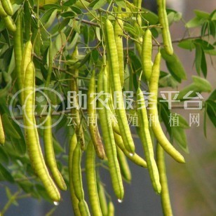楚雄决明子种植基地图1