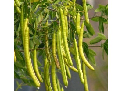 楚雄决明子种植基地