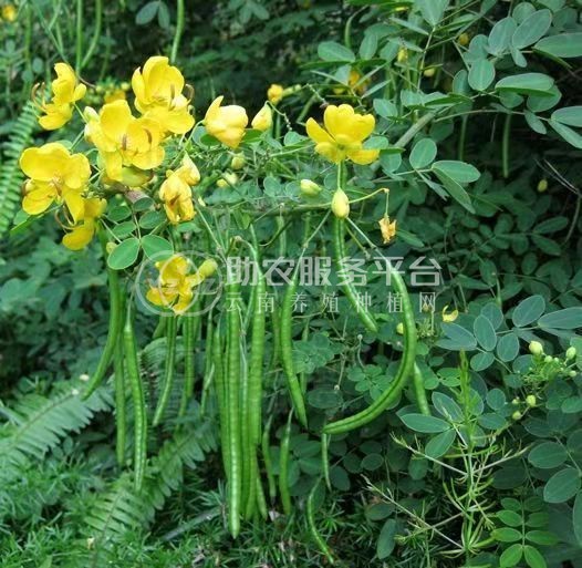 楚雄决明子种植基地图2