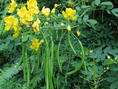 楚雄决明子种植基地图2