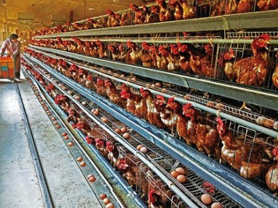 昆明蛋鸡养殖基地供应量80万只图4