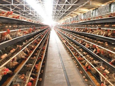 昆明蛋鸡养殖基地供应量80万只图8