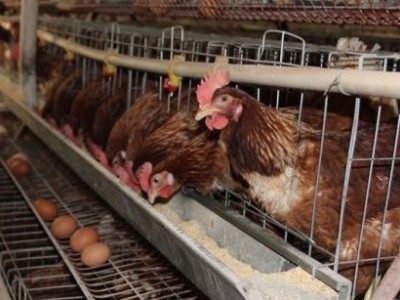 昆明蛋鸡养殖基地供应量80万只图9