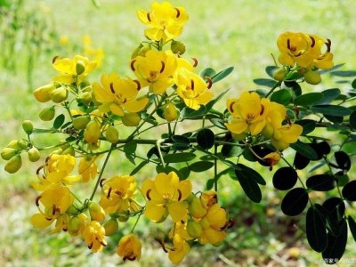 楚雄决明子种植基地图3