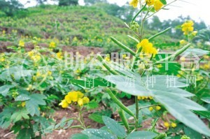 楚雄决明子种植基地图4