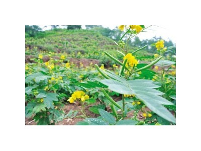 楚雄决明子种植基地图4