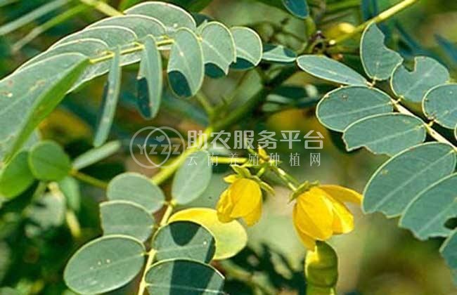 楚雄决明子种植基地图5