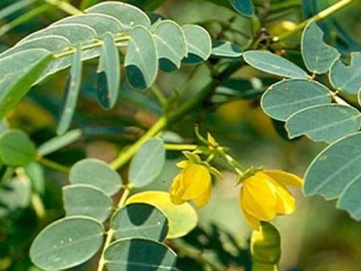 楚雄决明子种植基地图5