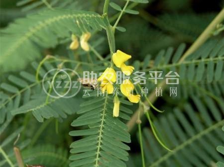 楚雄决明子种植基地图6