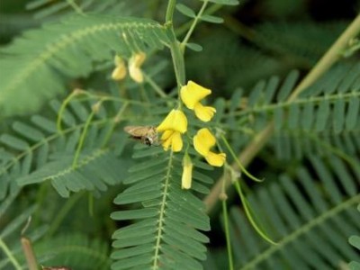 楚雄决明子种植基地图6