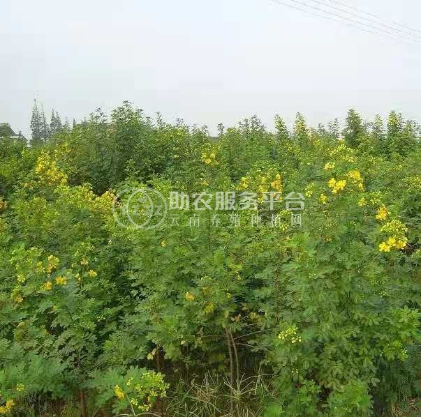 楚雄决明子种植基地图7
