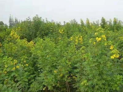 楚雄决明子种植基地图7
