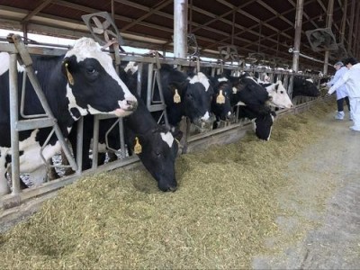 昆明奶牛养殖基地供应量7万头图3