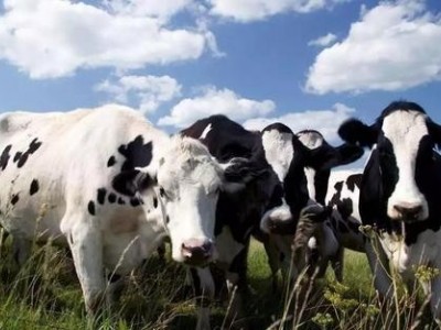 昆明奶牛养殖基地供应量7万头图8