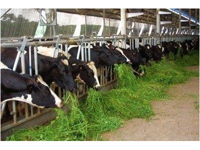 昆明奶牛养殖基地供应量7万头图6