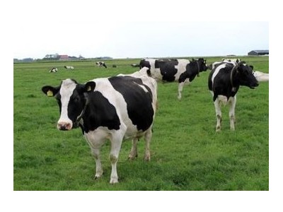 昆明奶牛养殖基地供应量7万头图7