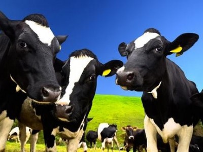 昆明奶牛养殖基地供应量7万头图5