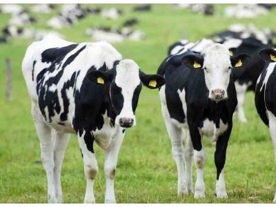 昆明奶牛养殖基地供应量7万头图9