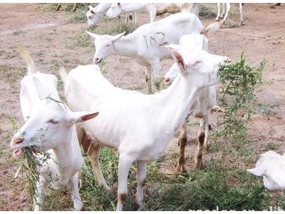 昆明山羊养殖基地供应量8万头图5