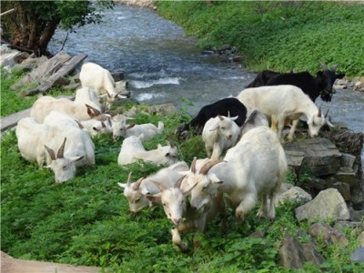 昆明山羊养殖基地供应量8万头图4