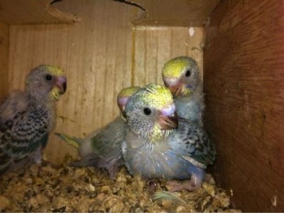 昆明鹦鹉养殖基地供应量80万只图2