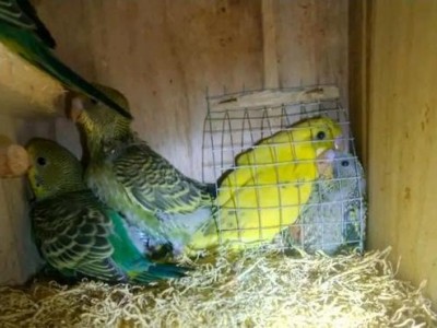 昆明鹦鹉养殖基地供应量80万只图4