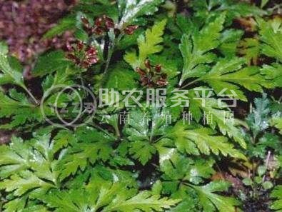 楚雄黄连种植基地图1